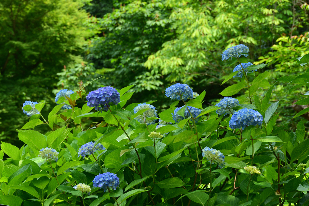 250601京都植物園07