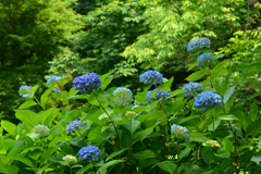 250601京都植物園07