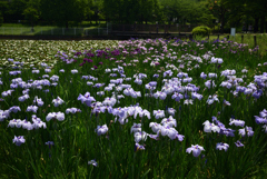 200602a白鷺公園07