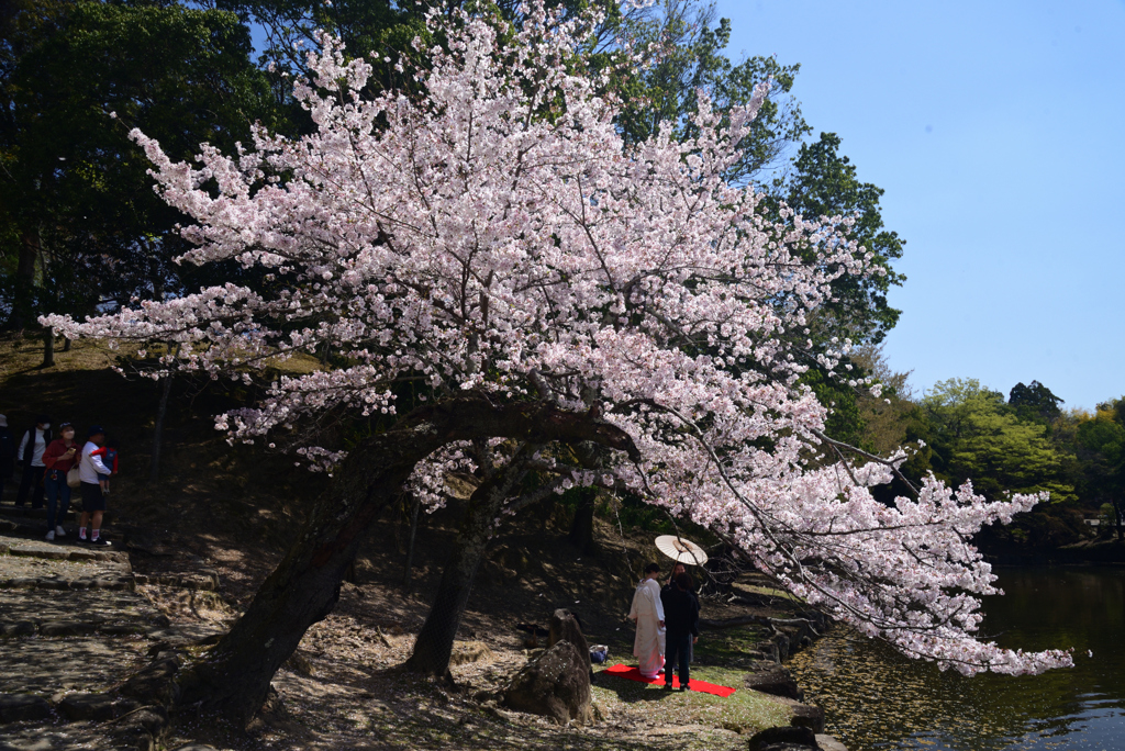 230401奈良公園09