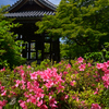 240525a智積院18