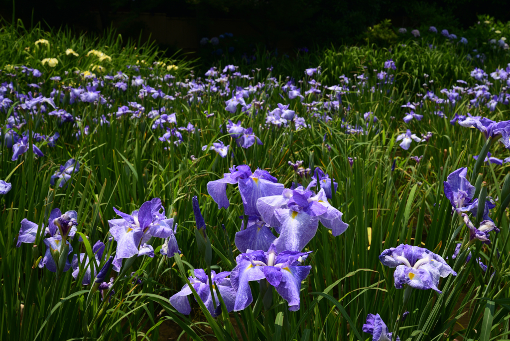 220610城北公園14青柳