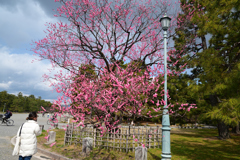 240308a京都御苑03