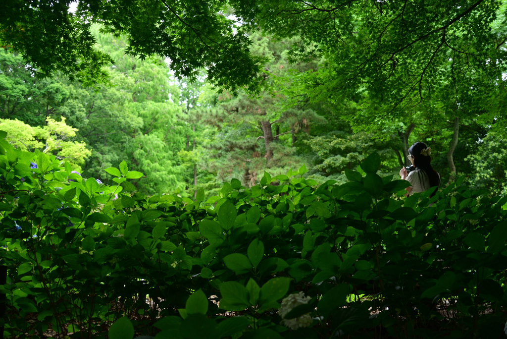 240622長居植物園43