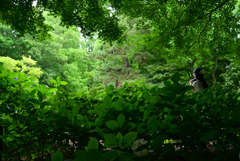 240622長居植物園43