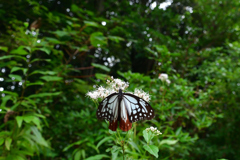 251003京都植物園31
