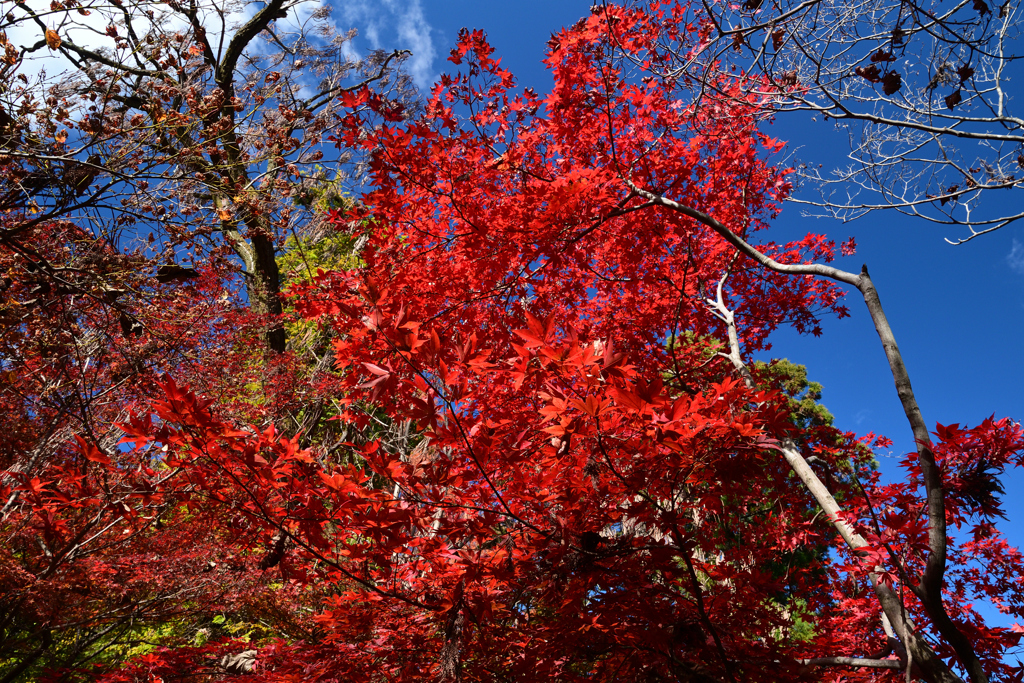 231202a京都植物園10