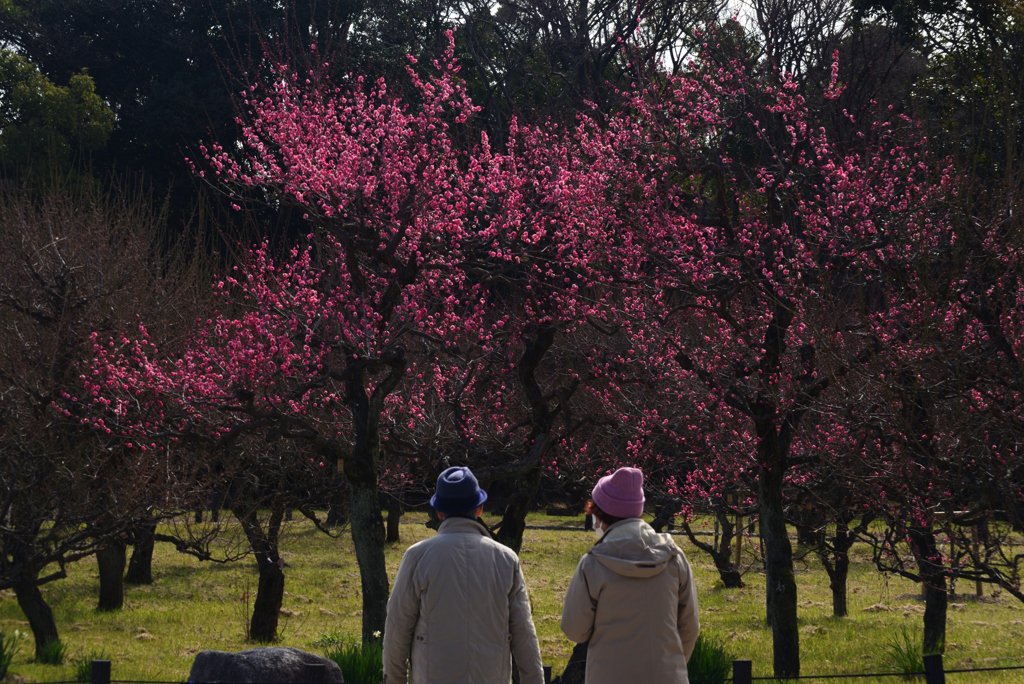 250215大阪城19