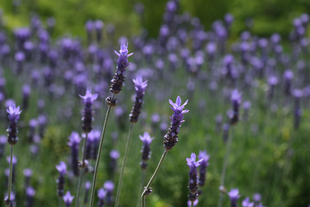 190512a長居植物園23