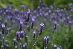 190512a長居植物園23