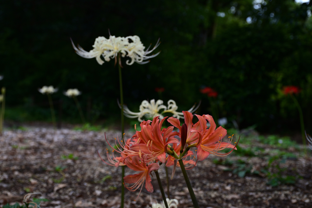 231003京都植物園54