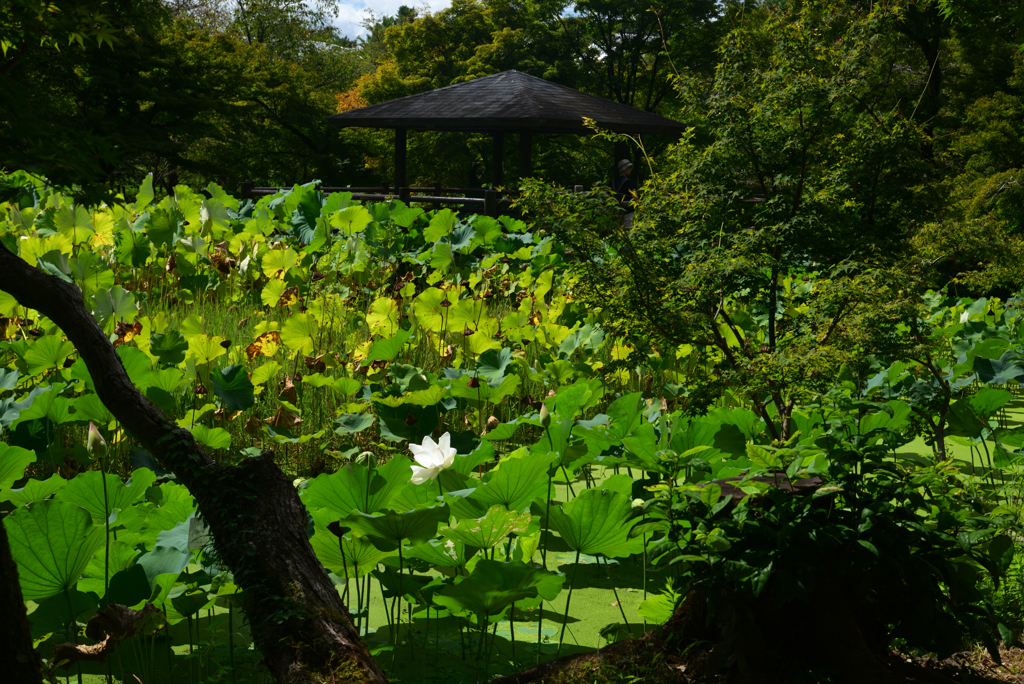 240914京都植物園42