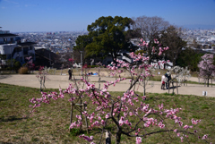 250310b枚岡梅林29