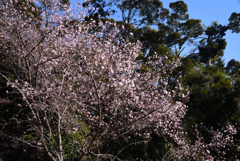 200119a松ヶ崎03 200119a松ヶ崎03