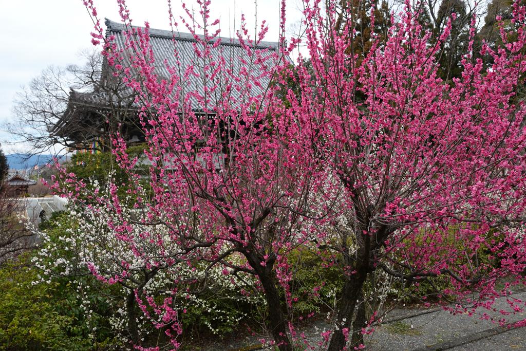 240218b智積院27