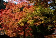 181111c吟松寺46