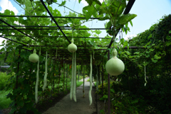 190826京都植物園18