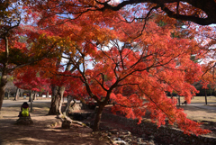 241210d奈良公園30