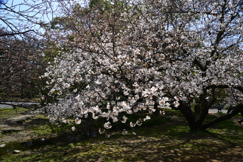 220405a京都御苑15