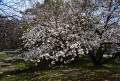 220405a京都御苑15