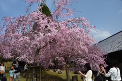 180401c奈良公園27+