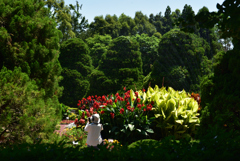 200623京都植物園30