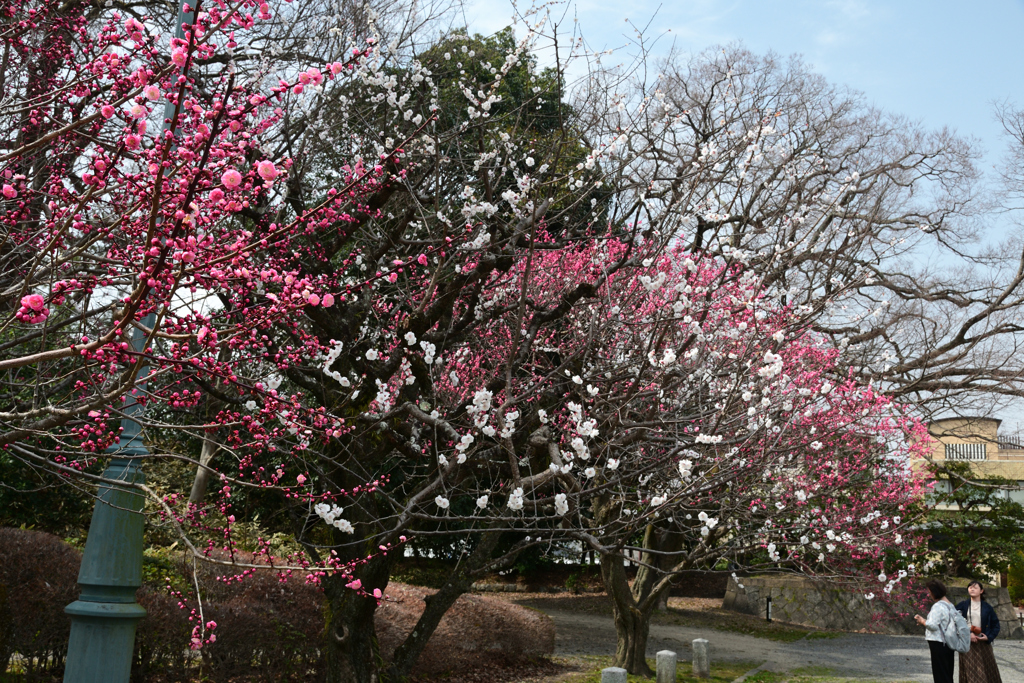 250325a京都御苑17