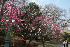 250325a京都御苑17