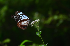 251003京都植物園27
