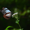 251003京都植物園27