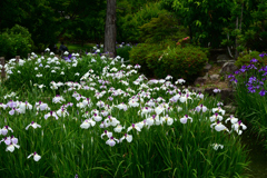 250607水月公園10