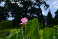 240727京都植物園59