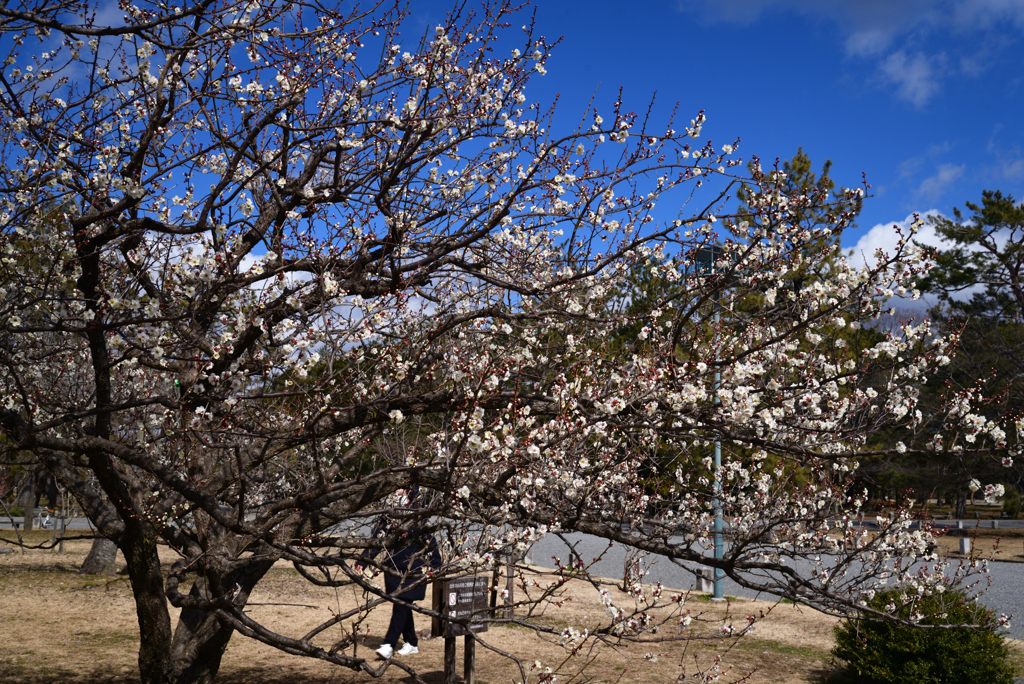 220222c京都御苑14