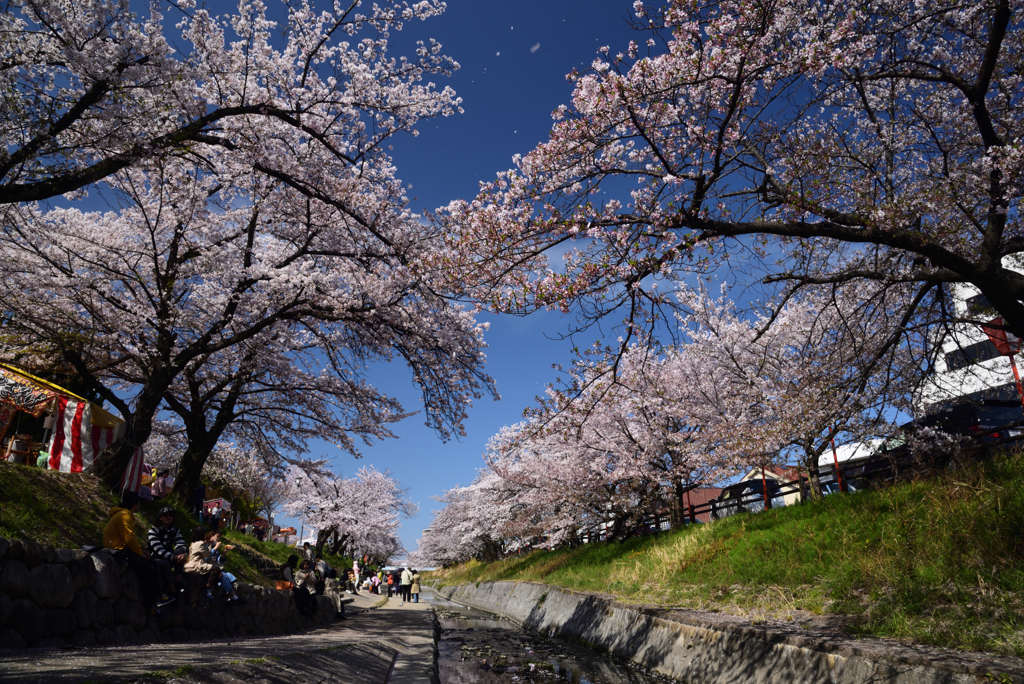 190409b高田千本桜19