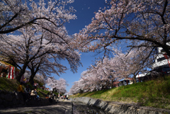 190409b高田千本桜19