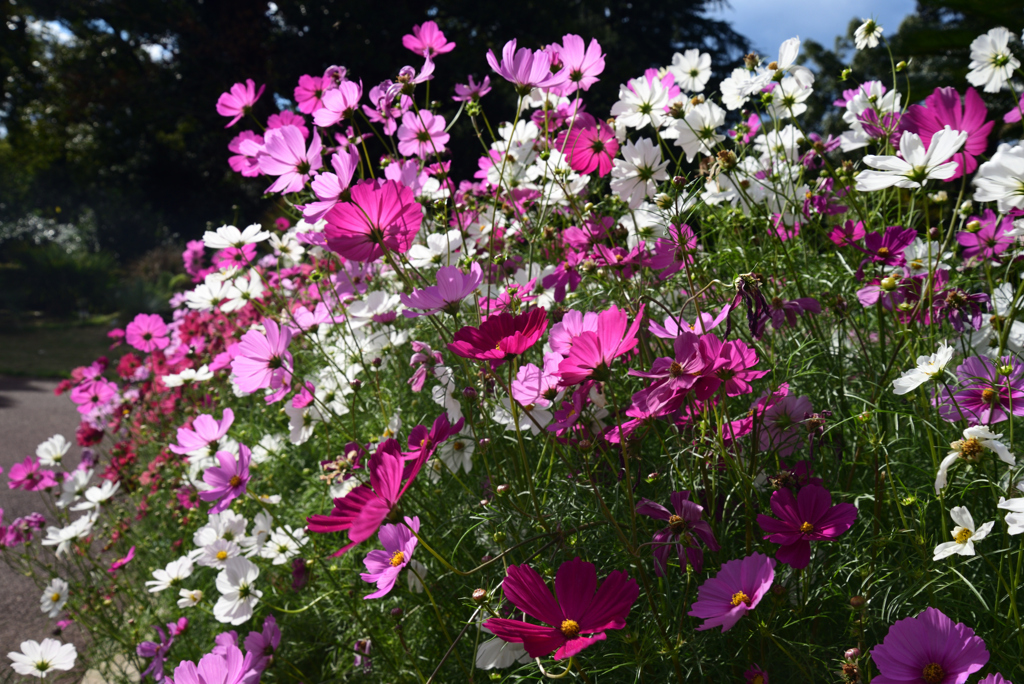 211022京都植物園09