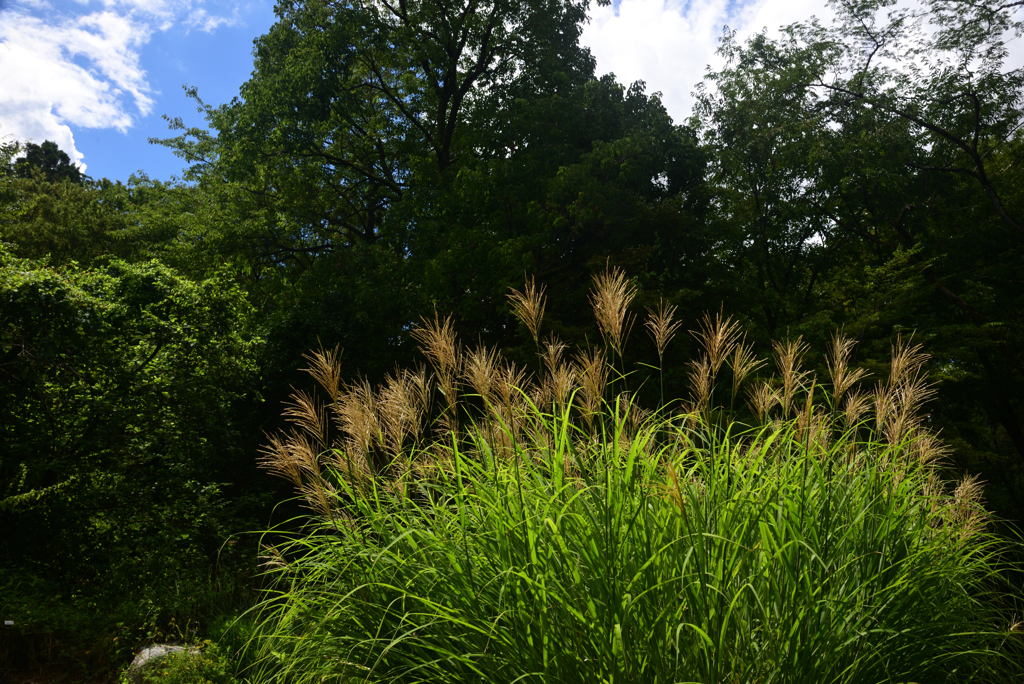 230825京都植物園18