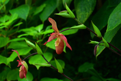 250814京都植物園45