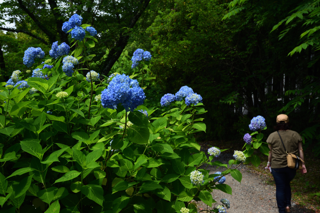 200604京都植物園32