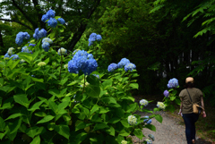 200604京都植物園32