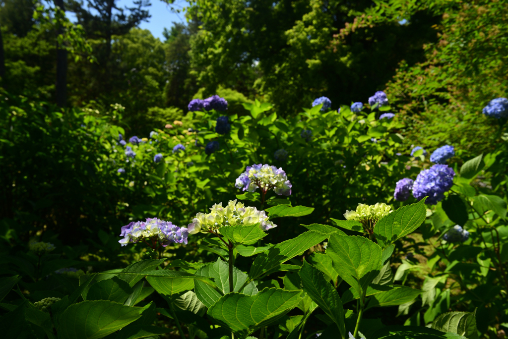 240604京都植物園15