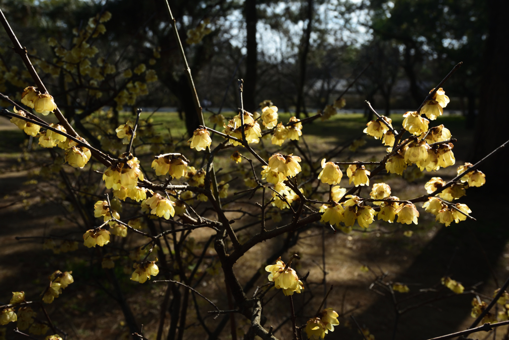 190223b京都御苑43