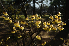 190223b京都御苑43