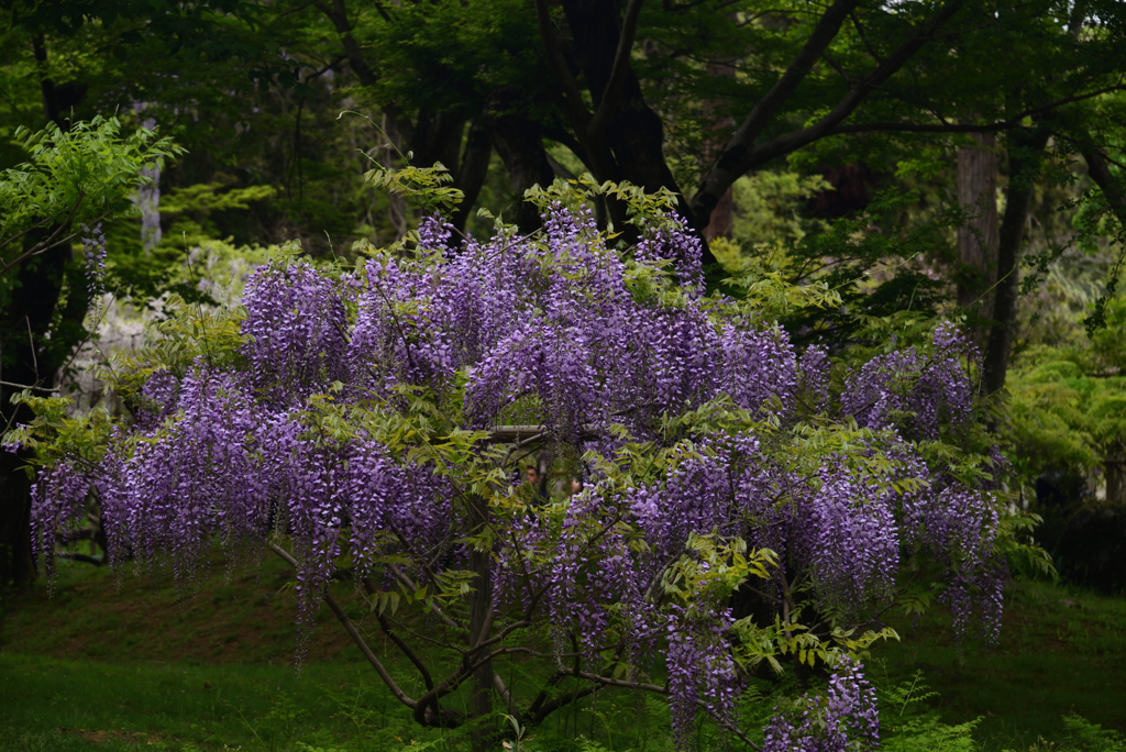 190428b萬葉植物園77