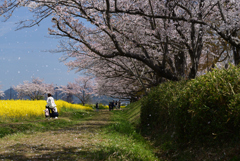 220406a藤原宮跡50