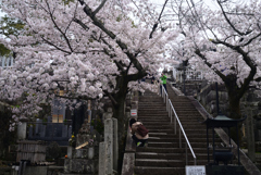 220402c金戒光明寺17