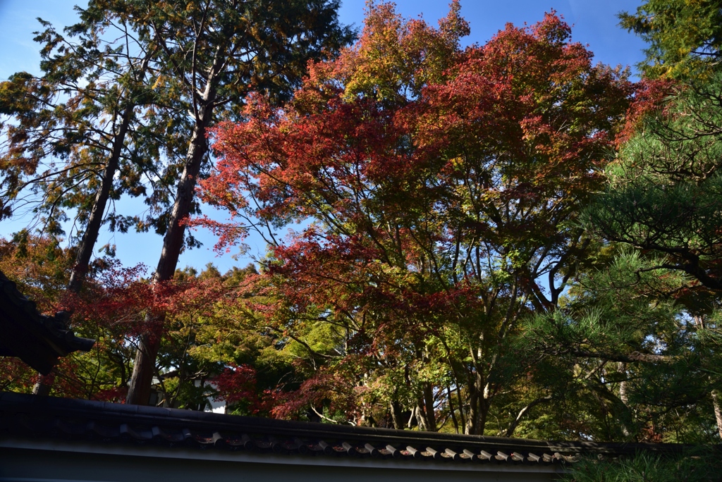 181118b東福寺龍吟庵36