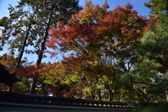 181118b東福寺龍吟庵36