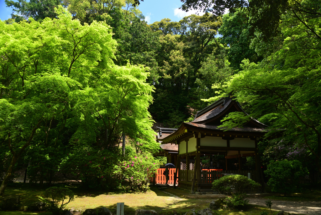 220503a上賀茂神社19