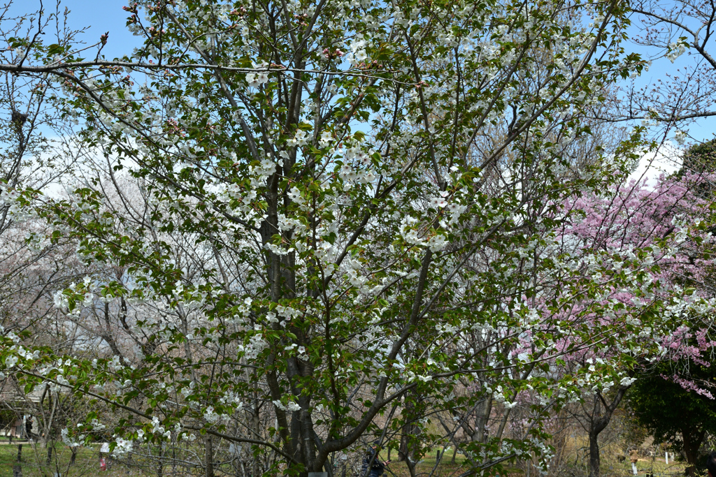 250330a京都植物園31